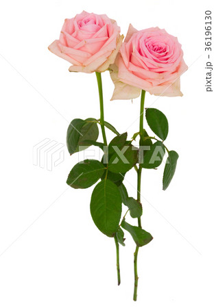 Violet blooming roses Violet blooming roses 36196130