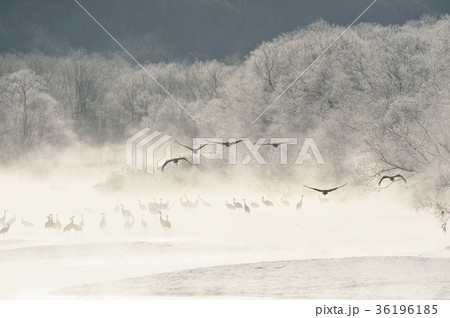 樹氷に囲まれたねぐらから飛び立つタンチョウ（北海道・鶴居） 36196185