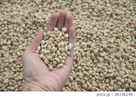 hand holding raw material green coffee beans hand holding raw material green coffee beans 36196246