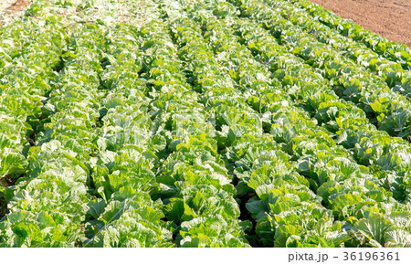 白菜畑 36196361