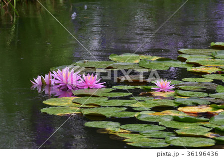 平安神宮　神苑の睡蓮 36196436