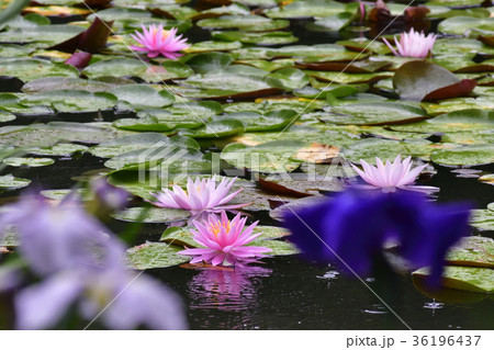 平安神宮　神苑の睡蓮 36196437