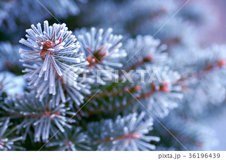 branch of a Christmas tree in the snow close-up 36196439