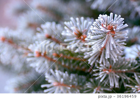 branch of a Christmas tree in the snow close-up 36196459