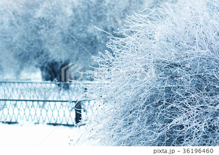 bush by snow in frozen park on white and blue 36196460