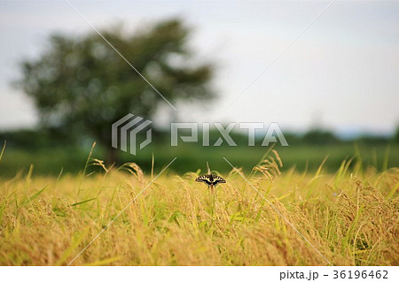 稲穂で休むアゲハチョウ 稲穂で休むアゲハチョウ 36196462