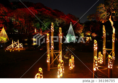 ライトアップされた秋の和庭園 36196705