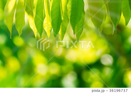 Selective focus of nature green leaves Selective focus of nature green leaves 36196737