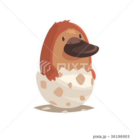 Cute Newborn Platypus In Broken Egg Shellのイラスト素材