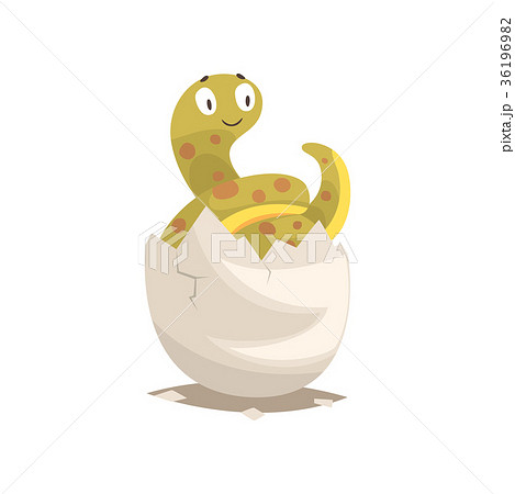 Funny long snake baby in broken egg shell 36196982