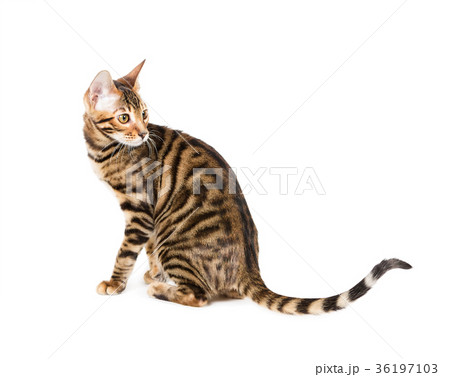 Kitten breed toyger 36197103