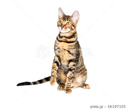 Kitten breed toyger 36197105
