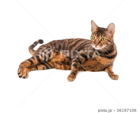 Cat breed Toyger 36197106