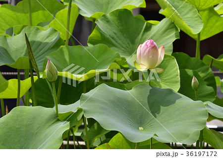 三室戸寺　ハス 36197172