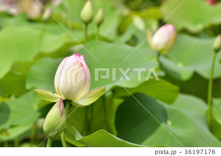 三室戸寺　ハス 36197176