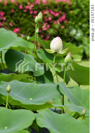 三室戸寺 ハス 三室戸寺 ハス 36197183