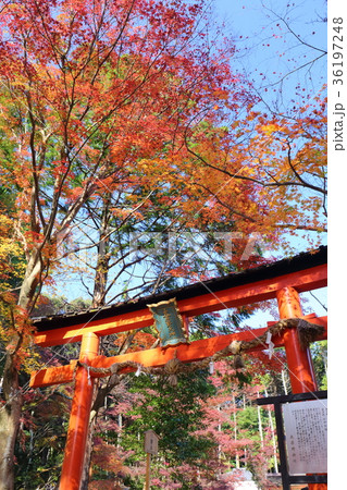 京都 秋の大原野神社 京都 秋の大原野神社 36197248