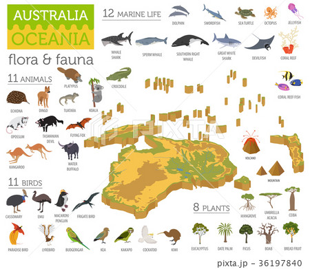 Isometric Australia And Oceania Flora And Fauna のイラスト素材