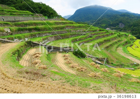 中山千枚田 中山千枚田 36198613