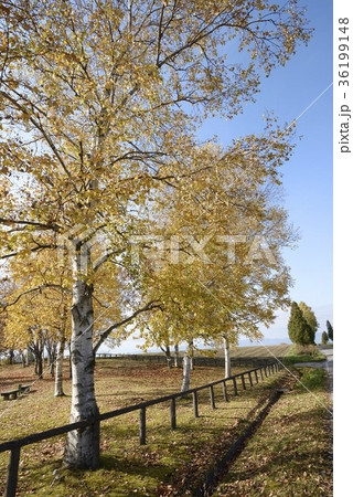 秋の白樺林 36199148