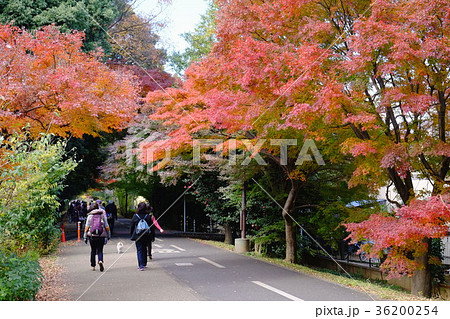 紅葉の都立狭山・境緑道 36200254