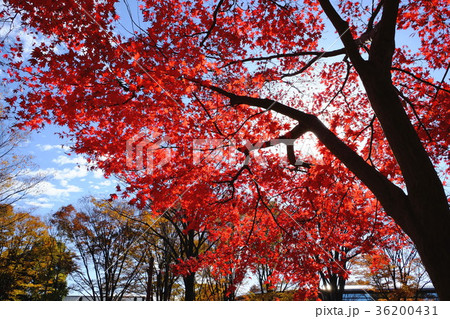 紅葉 紅葉 36200431