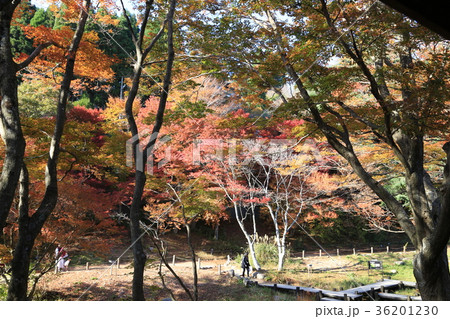 六甲山紅葉 六甲山紅葉 36201230
