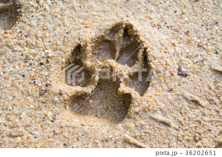 Tiger or Cat foot step on mud Tiger or Cat foot step on mud 36202651