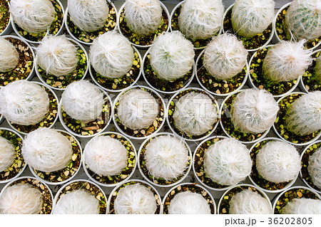 Cactus tree shop with breeding  36202805