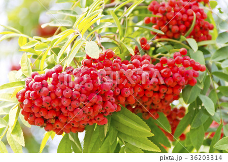 Rowanberry branch in summer day Rowanberry branch in summer day 36203314