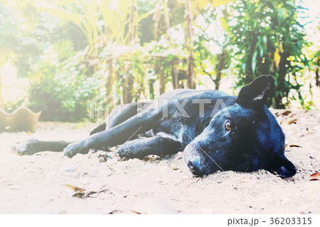 thai black dog lying on the floor 36203315