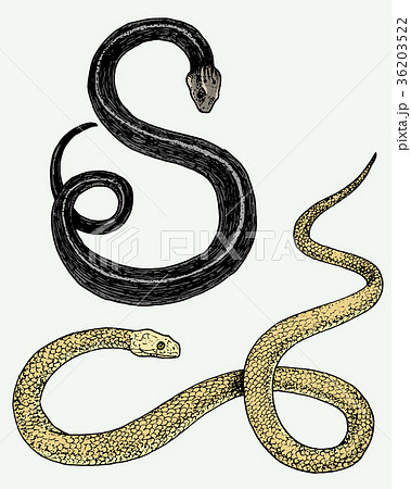 Viper snake. serpent cobra and python, anaconda or 36203522