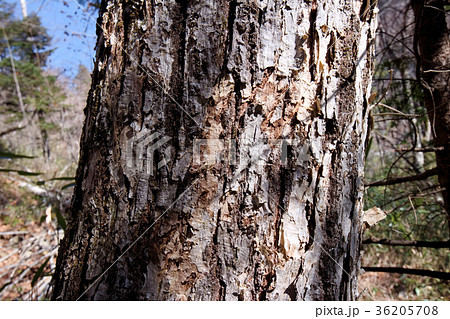 日光市　川俣　湯沢の熊の爪痕 36205708