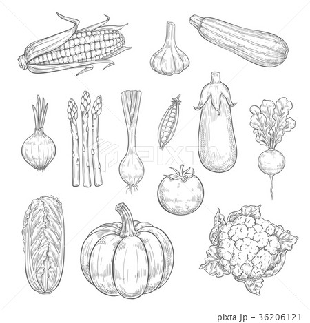 Vector vegetables or veggies harvest sketch icons 36206121