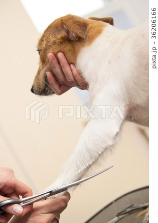 Hairdresser mows fur on the paws of JR Terrier 36206166