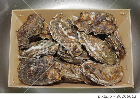 Oysters in Crate Oysters in Crate 36206612