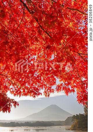 富士山　紅葉　楓　精進湖　 36206849