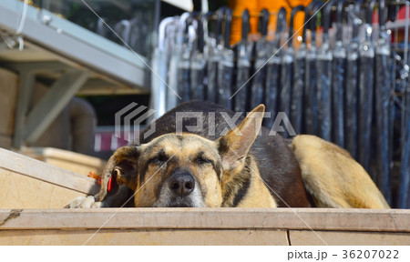 Sleeping stray dog on the steps. 36207022