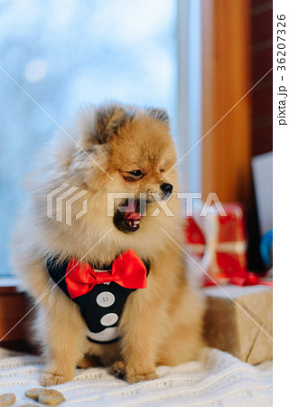 Little fluffy spitz yawns sitting on windowsill Little fluffy spitz yawns sitting on windowsill 36207326