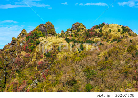 雲仙　立岩の峰の紅葉 36207909