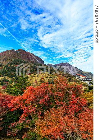 雲仙 仁田峠の紅葉 妙見岳の眺め 雲仙 仁田峠の紅葉 妙見岳の眺め 36207937