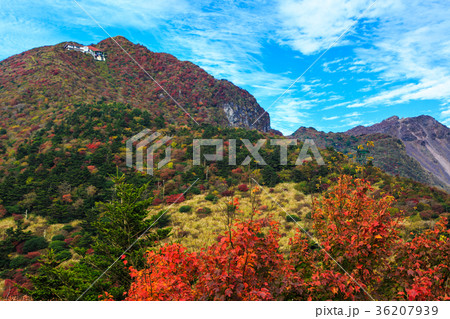 雲仙　仁田峠の紅葉　妙見岳の眺め 36207939