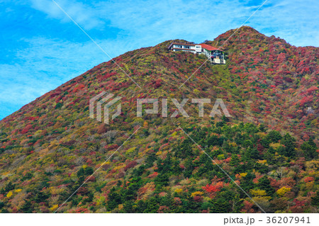雲仙 仁田峠の紅葉 妙見岳の眺め 雲仙 仁田峠の紅葉 妙見岳の眺め 36207941