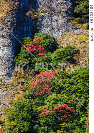 乳待坊の紅葉　佐賀県　武雄市 36208284