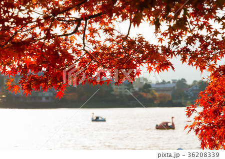 [山梨県]　河口湖　紅葉イメージ素材 36208339