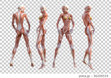 女性　解剖　筋肉　３DCG　イラスト素材 36209334