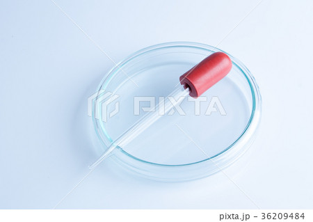 a petri dish aka petrie dish petri plate a petri dish aka petrie dish petri plate 36209484