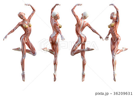 女性 解剖 筋肉 3DCG イラスト素材 女性 解剖 筋肉 3DCG イラスト素材 36209631