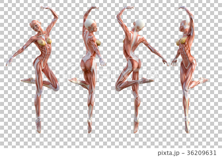 女性 解剖 筋肉 3DCG イラスト素材 女性 解剖 筋肉 3DCG イラスト素材 36209631