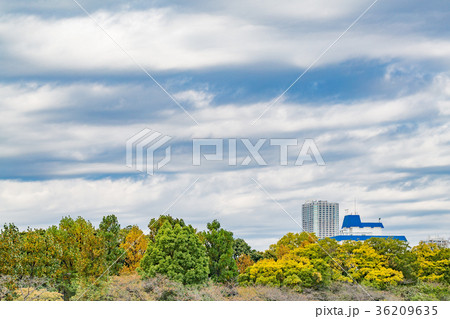 都会のビルと木々 36209635